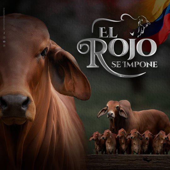 Rojo