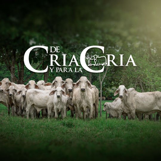 Subasta de Cría