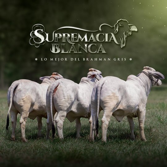 Supremacía